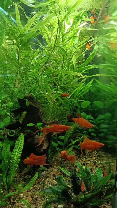 Акваріумні  рибки