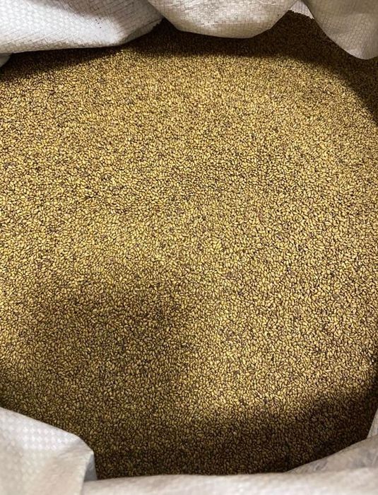 Люцерна насіння, люцерна семена