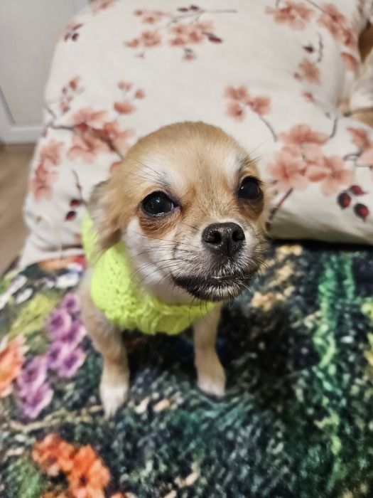 Срочно Продаю щенка чихуахуа девочка