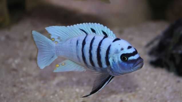 Cynotilapia Hara