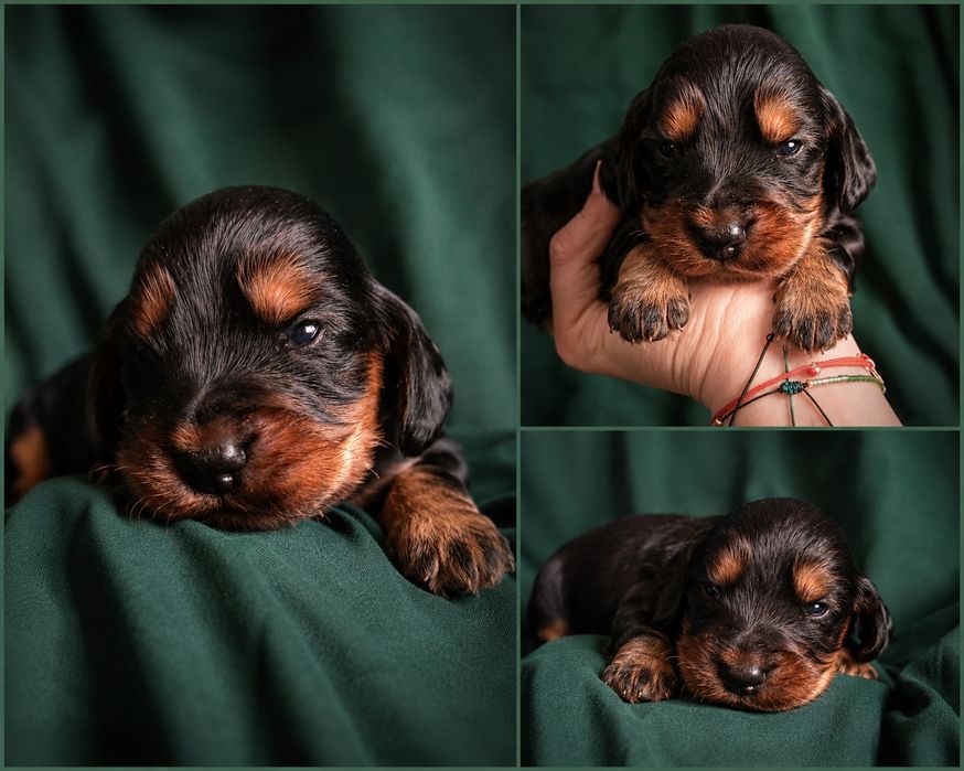 Cocker Spaniel Angielski