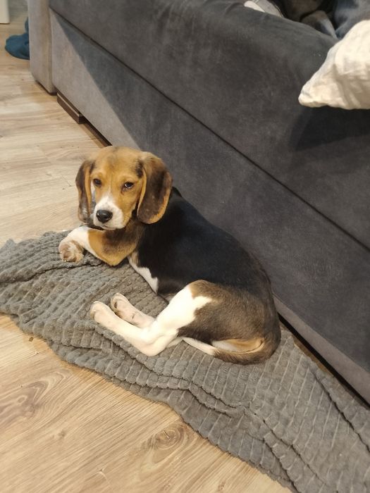 Beagle Szczenięta Rodowodowe