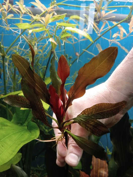 Аквариумные растения. 180 грн.