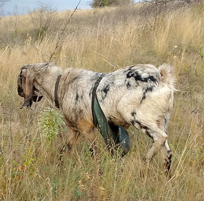 Козёл, цап англо-нубийский
