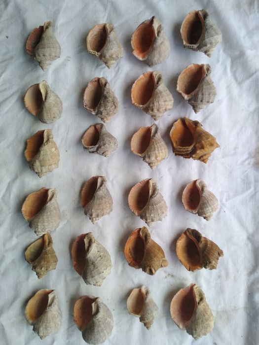 Ракушки для аквариума