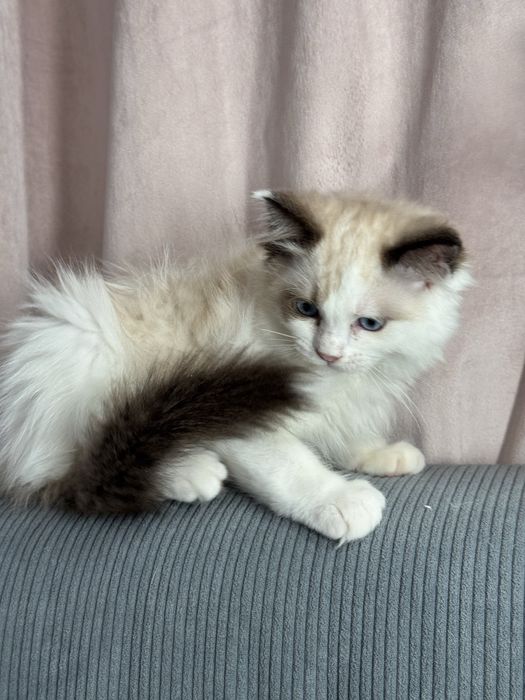 Kotka Ragdoll seal bicolour n03 FPL