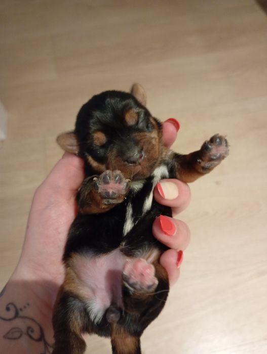 York terrier i miniaturka