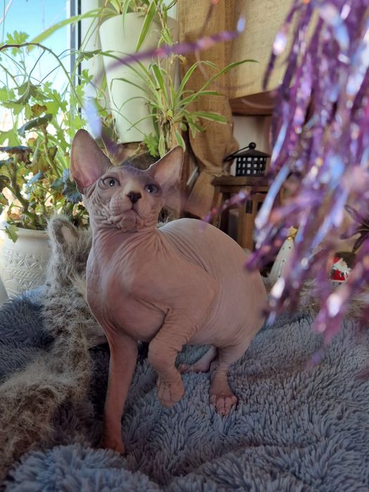 Sfinks Kanadyjski rodowód FPL