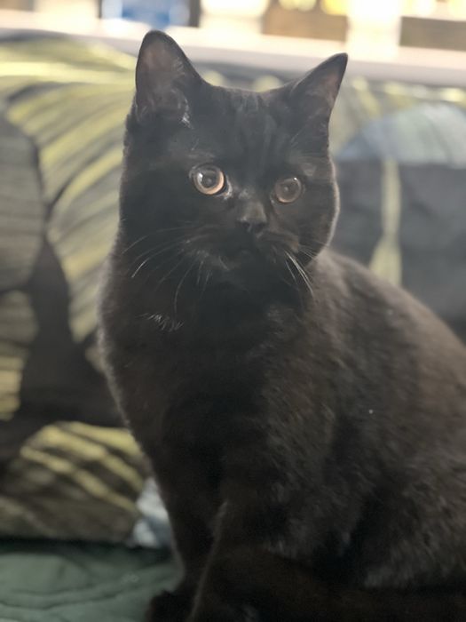 Kot brytyjski - kocur, czekoladowy