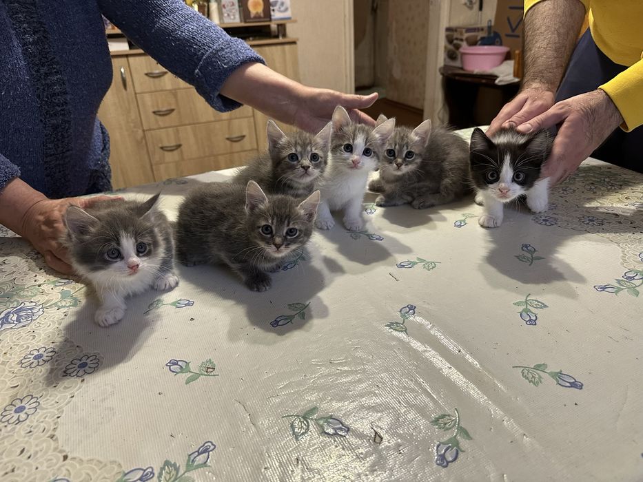 Котики, котеня, киці