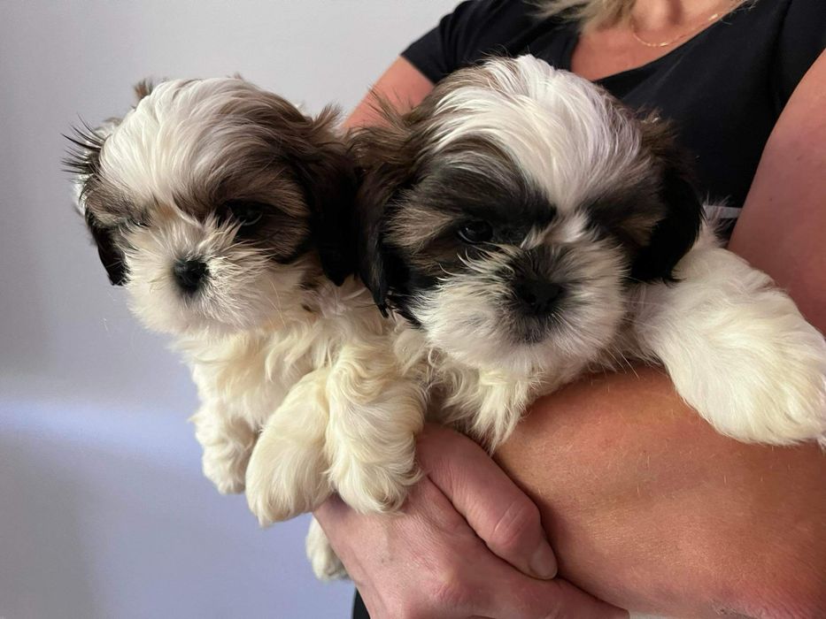 Shih Tzu szczeniak