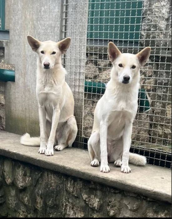 Найкраща родина для собачок, найдись