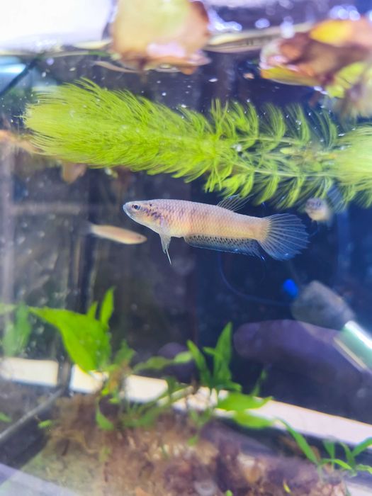 Bettas selvagens antuta s type
