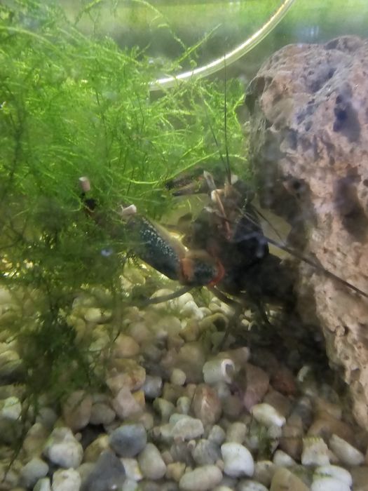 Lagostim azul xl 20-25 cm (Procambarus alleni)