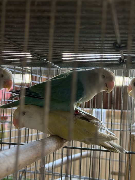 Agapornis de todos os estilos!