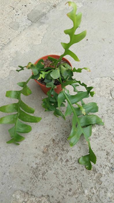 Epiphyllum chrysocardium. Roślina. Kaktus.