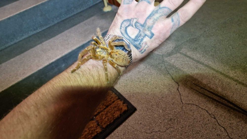 Pterinochilus murinus usambara SAMICA