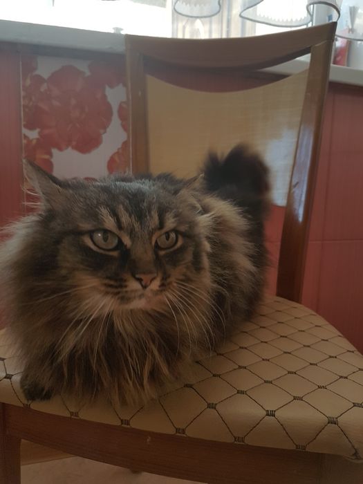 Кішка  безкоштовно