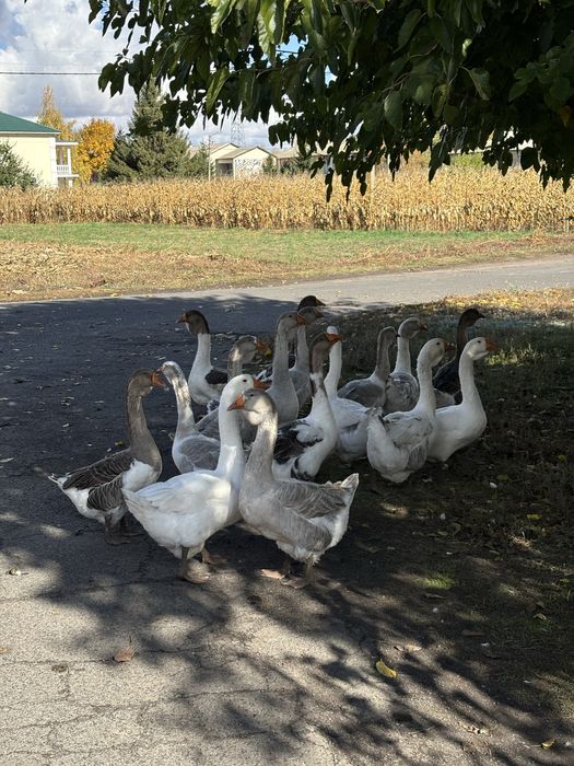 Холмогори 2025р. Можливий отп та торг