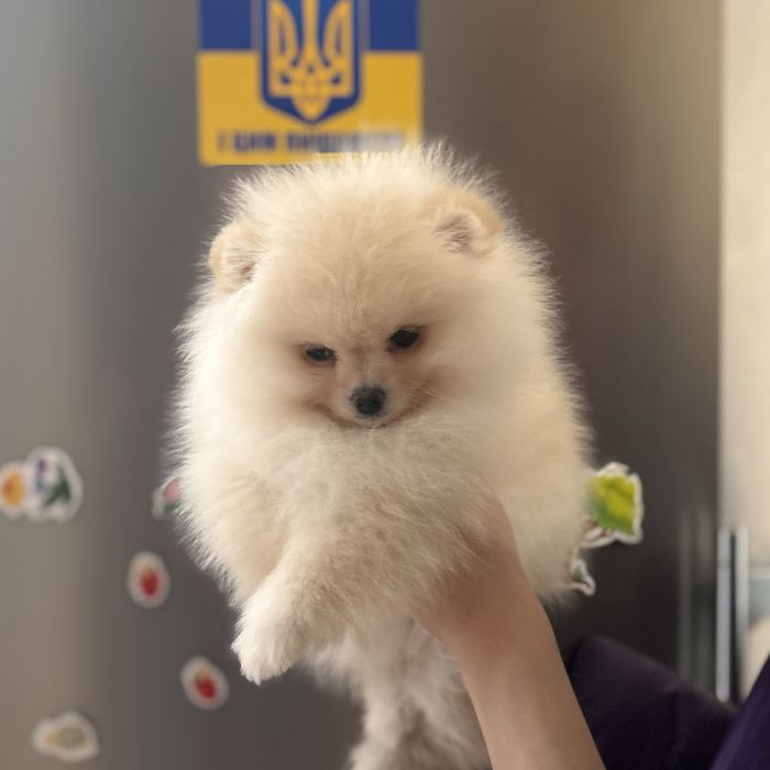 шикарний хлопчик шоу класу.