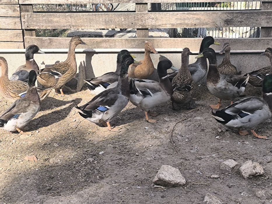 Patos várias mutações