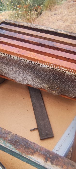 Kilo 8 euros...Mel multifloral.. castanheiro.. rosmaninho..esteva urze