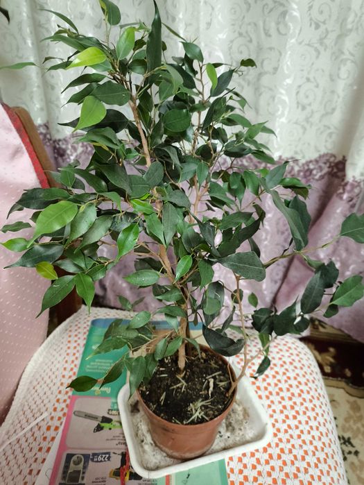 Фікус зеленолистий кімнатний не вибагливий