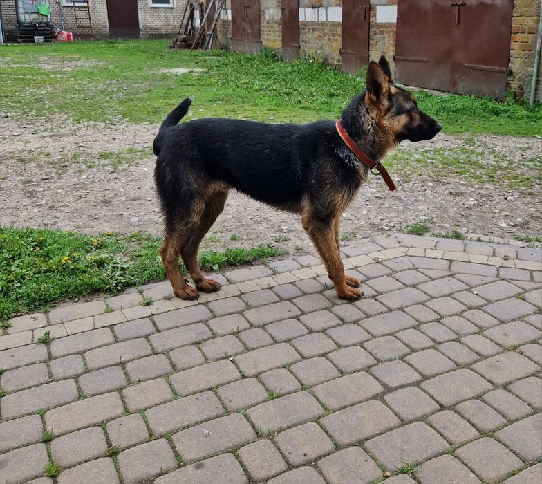 Oddam szczeniaka