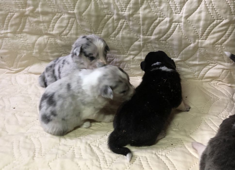 Щенки бордер колли