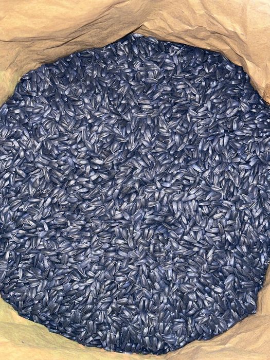 Насіння соняшнику. Посівний матеріал.Гібрид під гранстар