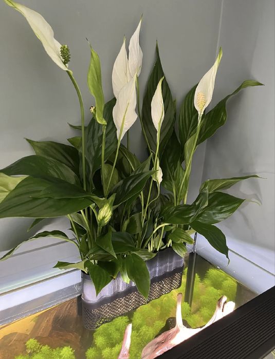 Sprzedam doniczkę do akwarium