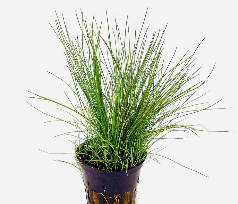 Eleocharis Acicularis -Roślinki w koszyczkach