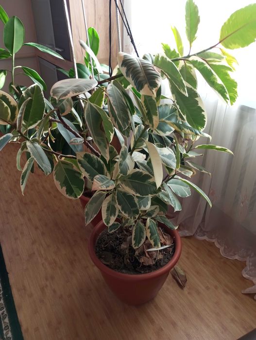 Фікус каучуконосний варієгатний