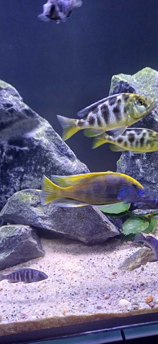 Pyszczaki venustus harem