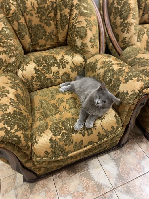 Віддам кошенят відповідальним людям