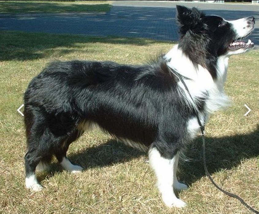 Border collie śliczna suczka