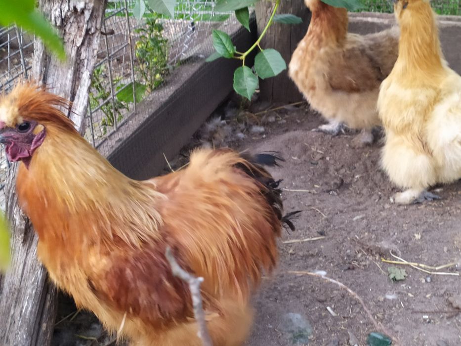 Продам кур Кітайські пухові