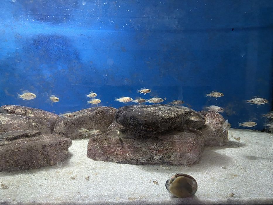 Pyszczaki Aulonocara marmelade ob