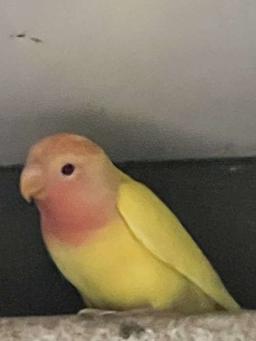 Agaponis roseicollis