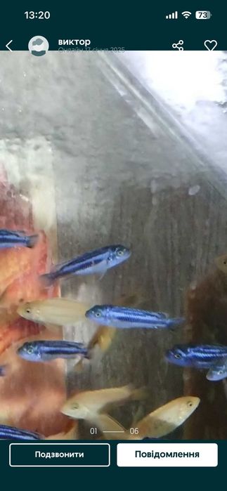 Малёк астронотуса