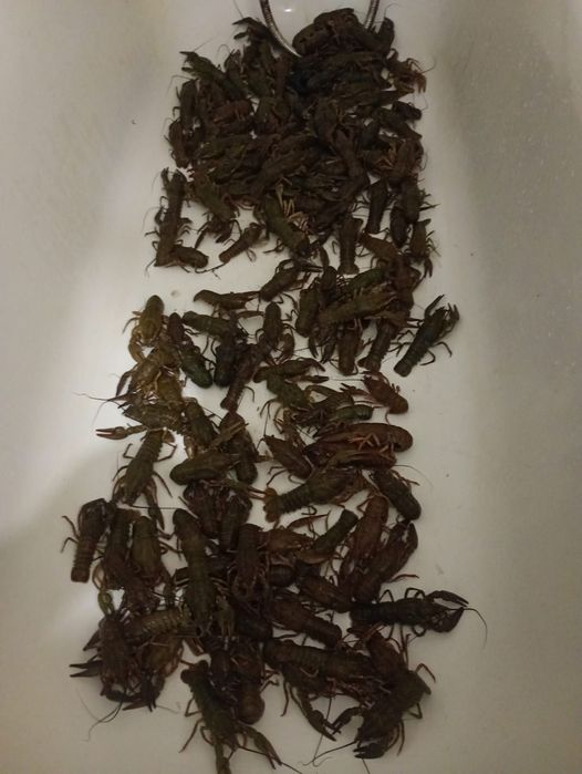 Раки живі 550 грн за 1 кг