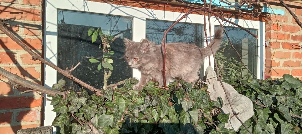 Віддам в добрі руки