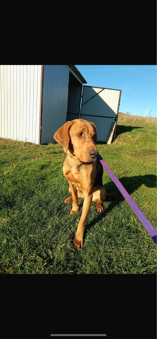 Polski Ogar szuka domu