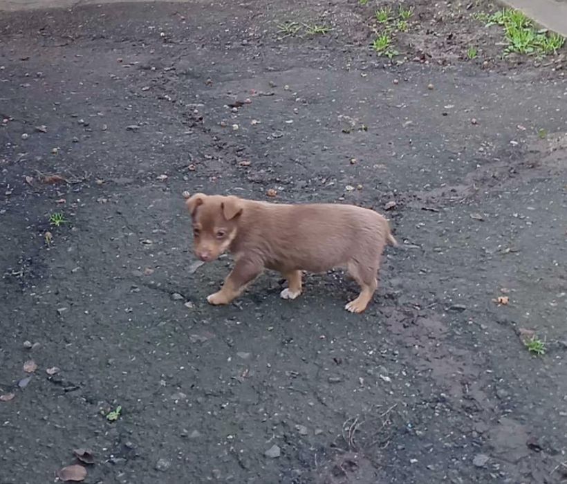 Песик гладкошерстий