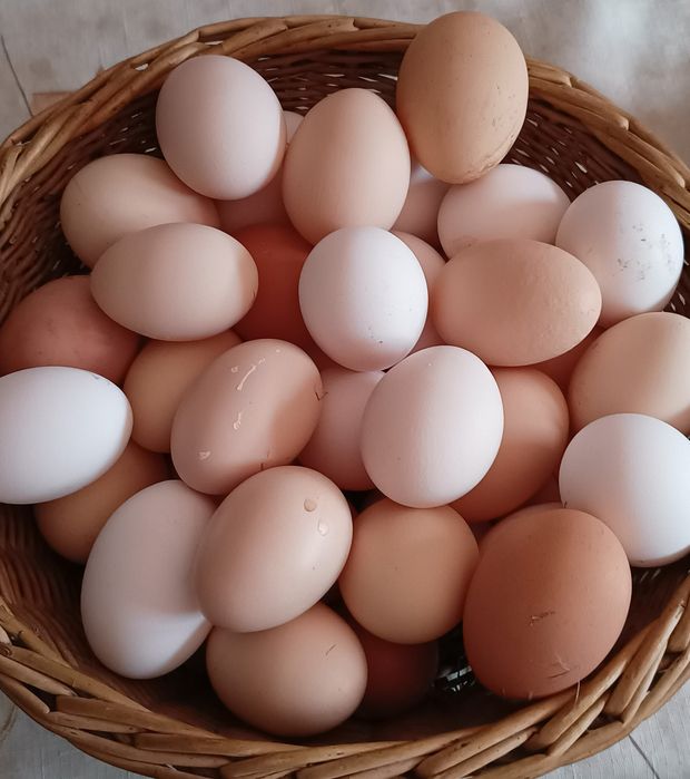 Jajka wiejskie z dużego wybiegu. 1.20 za sztukę