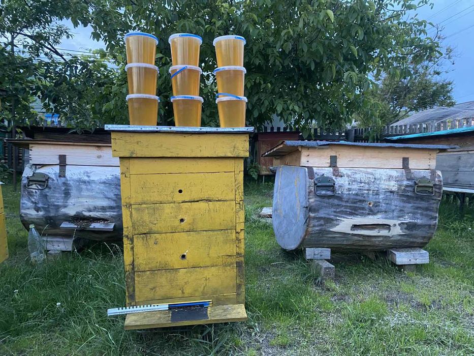 Продам рої бджіл
