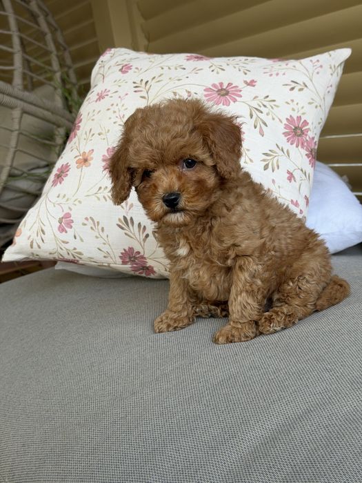Cavapoo - chlopczyk  ;)