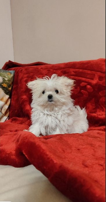 Urocze Śnieżno-Białe Maltańczyki • GOTOWE DO ODBIORU •