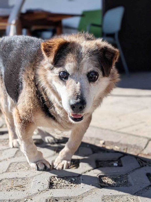 Senior Luluś szuka kochającego domu