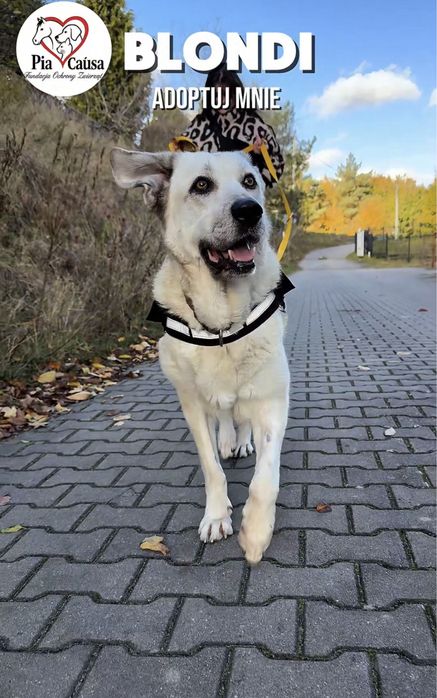 Kochana sunia Blondii szuka domku